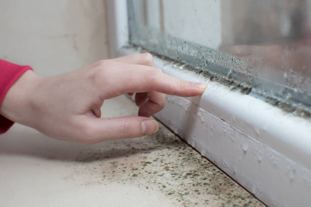 Biohazard Mold Removal in San Felipe, TX
